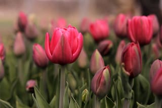 Agricultores de flores y frutas del noreste de EE.UU. lidian con cambios bruscos de tiempo