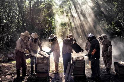 Agricultores menonitas que cultivan soja en Campeche, en la península de Yucatán en México, están supuestamente afectando negativamente el sustento de los apicultores mayas locales