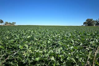 AgRural recorta previsiones para cosecha de soja de Brasil en 2025/26