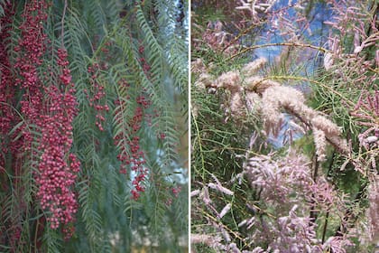 Aguaribay (Schinus areira) y tamarindo (Tamarix ramosissima), dos árboles para secano que alcanzan hasta 20 y 8 metros de altura, respectivamente.