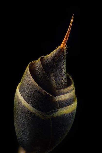 Aguijón de avispa. (Foto: Nikon Small World/Pablo Piedra)