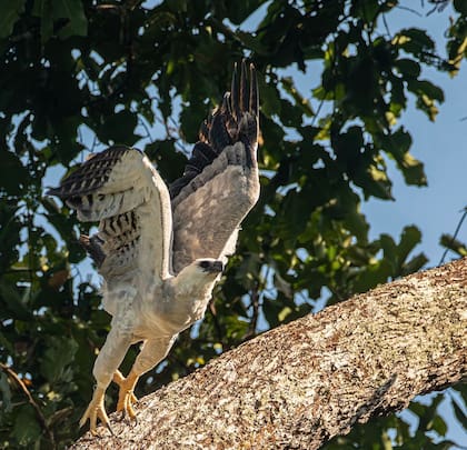 Águila Harpía en Amazonas
