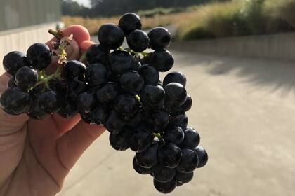 Agustín quedó impactado por el control de calidad en la elaboración, y por la conciencia ecológica y la sustentabilidad en la región.