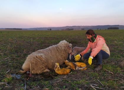 Agustina Sáenz Rozas ayuda a parir a una oveja de su manada