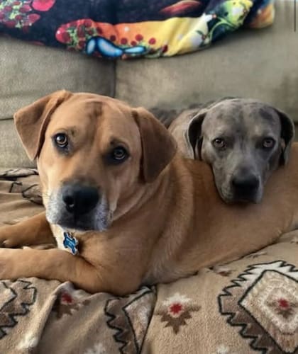 Ahora Andy pasa sus días amado, mimado, seguro y profundamente querido.