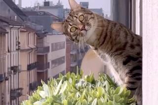 Ahora en cines: 73 minutos de videos de gatos, por una buena causa