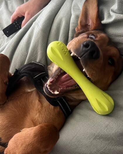 Ahora es un perro feliz.