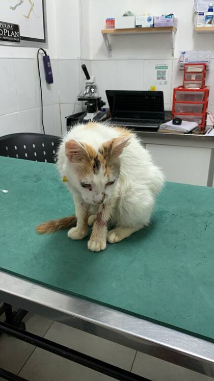 Aida en la consulta veterinaria.