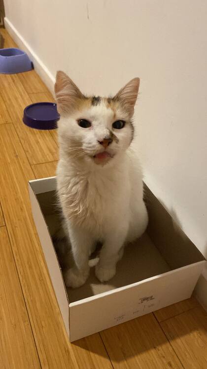 Aida fue adoptada y es una gatita feliz.