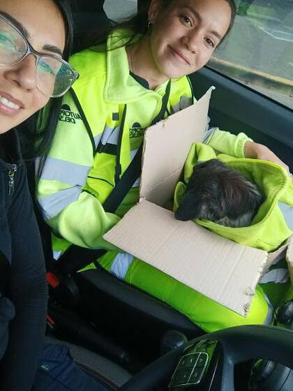 Ailén Kruger, parte del equipo, descendió de uno de los móviles y puso a resguardo al animal.