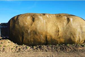 Airbnb tiene algunas de las ideas más extravagantes en su catálogo (Foto:Epoch Times)