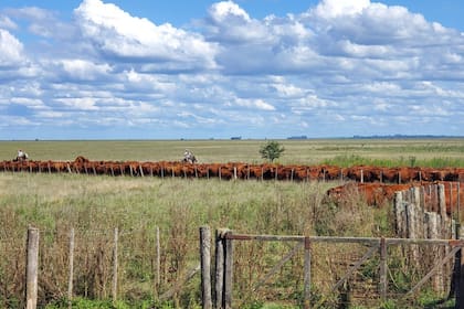 Ajustar la carga animal y asegurar buena alimentación durante todo el año resulta determinante para la eficiencia del rodeo