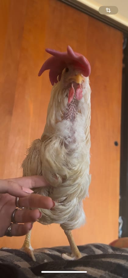 Akira conoció algo distinto a lo que su destino había anunciado. Entendió que las manos de Agustina no eran las que le habían hecho daño.