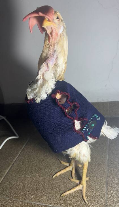 Akira debió pasar por dos cirugías en las que se amputar sus alas.