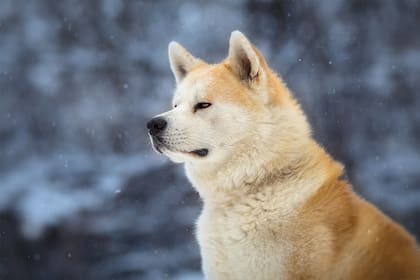 Akita Inu