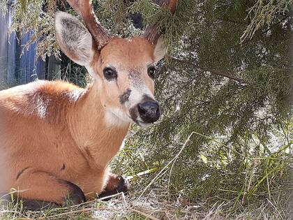 Akuán cursó la recuperación de su herida en el Centro de Recuperación de Especies de la Fundación Temaikén. Crédito: CRET.