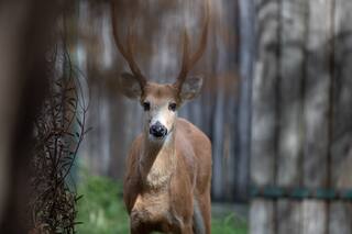 Un ciervo de los pantanos de 121 kg fue curado y devuelto al Delta del Paraná