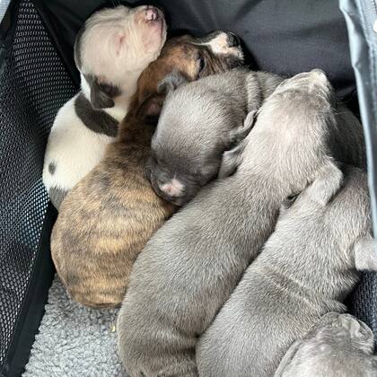 Al acercarse a la cucha los rescatistas descubrieron una camada de cachorros acurrucados.