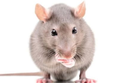 Al activar el sistema de dopamina de la rata, Berridge pudo hacer que el roedor quedara absorto con la varilla. Crédito: BBC Mundo
