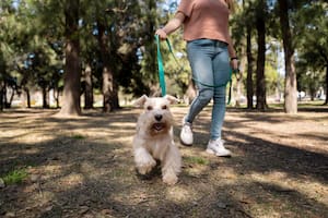 ¿Qué hacer ante una posible intoxicación en un perro? Claves para prevenir y actuar a tiempo