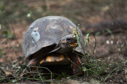 Al alimentarse de una gran variedad de frutos, la tortuga yabotí es una importante dispersora de semillas que ayuda a modelar y estructurar el bosque y recuperar áreas degradadas