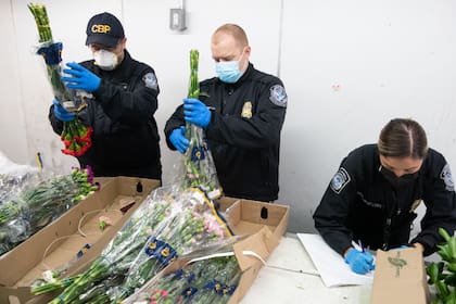 Al analizar el envío de rosas para San Valentín, expertos de la CBP encontraron 211 paquetes que contenían 507 libras (230 kilogramos) de presunta cocaína