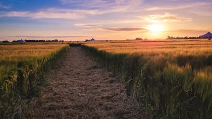 Al analizar los márgenes de la rotación cebada forrajera/soja en campos alquilados del sur bonaerense, se observa un resultado neto del orden de los 150US$/ha, con un rinde de 47qq/ha de cebada y 16qq/ha de soja de segunda