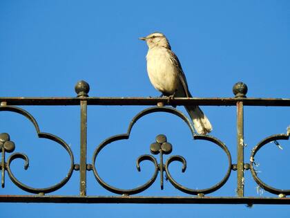 Al atardecer, el parque se llena de aves.