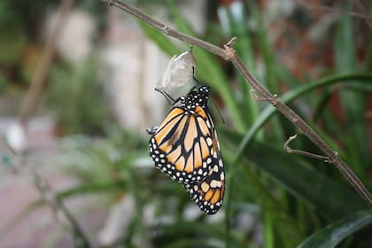 Al cabo de dos semanas, saldrá la mariposa y permanecerá colgada un par de horas hasta que extenderá sus alas