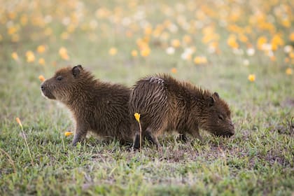 Al carpincho se lo suele confundir con el término capibara, aunque signifique lo mismo