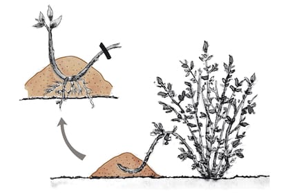 Al colocar así la punta, esta se vuelve telescópica, desarrollando raíces
rápidamente y emitiendo un brote vertical vigoroso en la primavera.