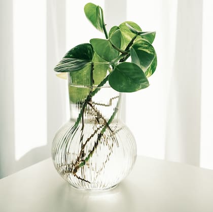 Al colocar las plantas en frascos transparentes puede verse su crecimiento