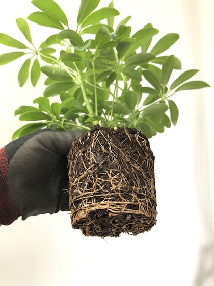 Al comprar una planta se debe prestar atención a la raíz