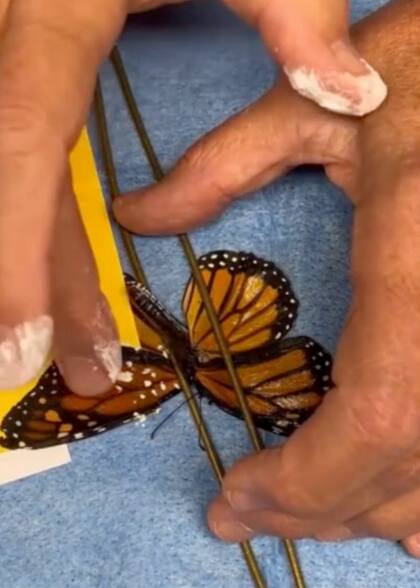 Al concluir el procedimiento, la mariposa despegó dentro de la habitación y se dirigió hacia la ventana