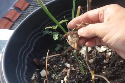 Al descomponerse, funcionan como materia orgánica que mejora la calidad del sustrato