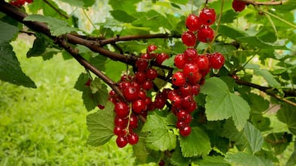 Al destacarse sobre las hojas verdes, las frutas rojas son más fáciles de encontrar.
