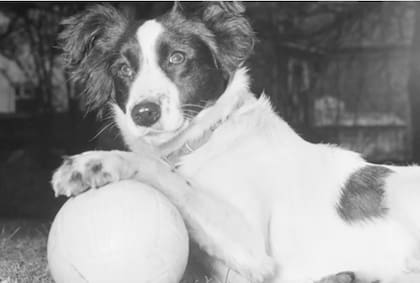 Al encontrar el trofeo, Pickles se convirtió en un héroe mundial
