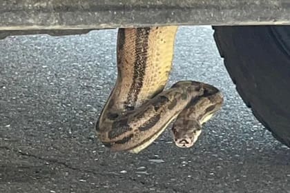 Al encontrarse una serpiente tanto en la calle como en una residencia es mantener la calma y observar desde una distancia prudencial
