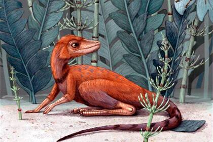 Al examinar una sección del hueso del muslo, los investigadores concluyeron que no estaban tratando con los restos de un bebé de dinosaurio, sino con un adulto.