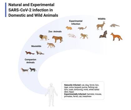 Al exponer experimentalmente a algunos animales al coronavirus, los investigadores pueden entender qué especies son susceptibles y cómo reaccionan a la infección