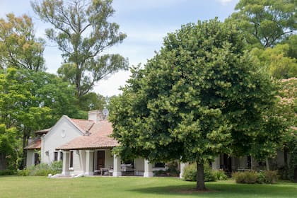 Al final de la primavera los tilos inundan el aire con el característico aroma de sus flores