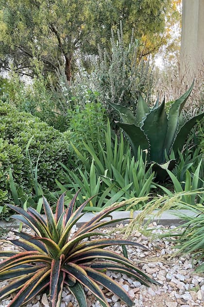 Al frente, el vistoso Mangave 'Kaleidoscope' y más atrás el Agave salmiana ferox. Entre sus compañeros, el Pittosporum Shima, Budleja stachyoides e Iris.
