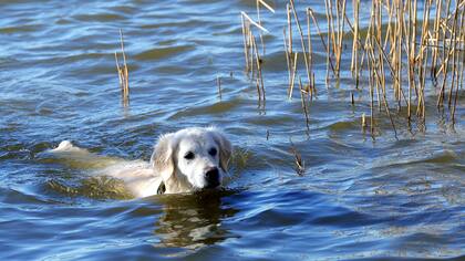 Al Golden Retriever le encanta saltar al agua. Crédito: Peter Steffen / dpa