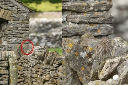 Al hacer zoom, el búho efectivamente se encuentra en la imagen