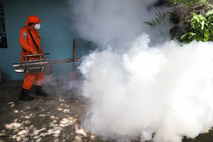 Al igual que con el dengue o el zika, el virus Oropouche se transmite por la picadura de un mosquito, en este caso el Culex (AP Foto/Salvador Meléndez, Archivo)
