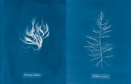 Al igual que el clásico de Atkins en el que se basa, Barker ha catalogado meticulosamente fibras de desechos con el mismo estilo