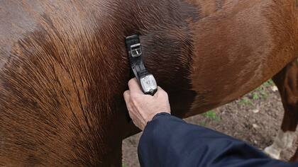 Al igual que en los entrenamientos, serán estrictos en el mundial, con postas veterinarias donde una junta examina rigurosamente a cada caballo