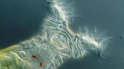 Al igual que la molly amazónica, el rotífero bdelloide, una criatura microscópica con forma de gota, ha sobrevivido sin machos, en su caso durante decenas de millones de años