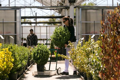 Al igual que los productos agropecuarios, las plantas deben viajar con su documentación en regla para cruzar provincias sin riesgos