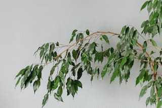 La plaga que ataca al ficus en primavera: cómo detectarla y controlarla